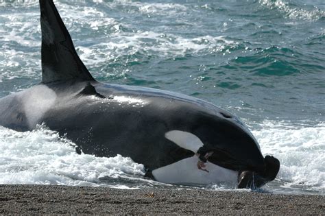 threats to killer whales in the wild